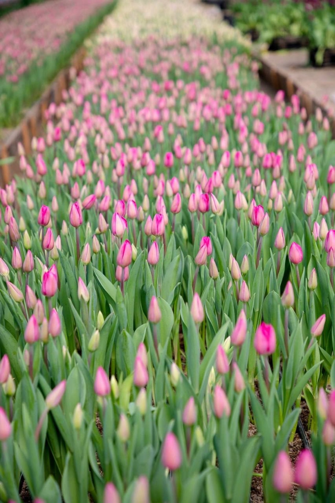 Тюльпаны к 8 марта оптом