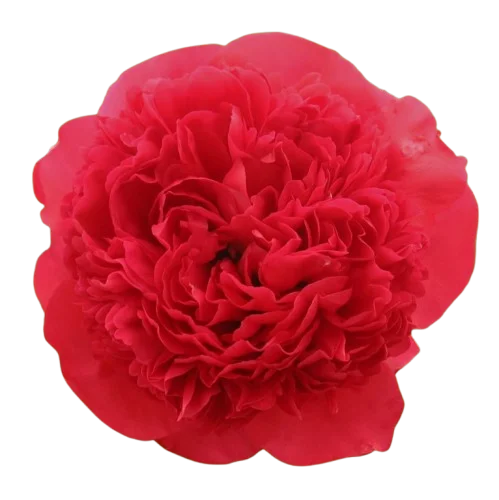 Корень пиона Command Performance 1 шт. Предзаказ.