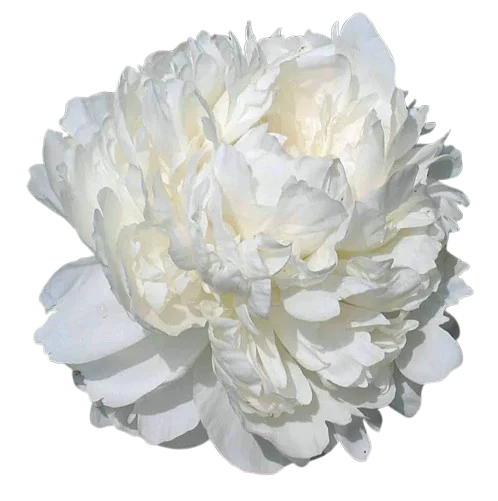 Корень пиона DR. F.G. Brethour 1 шт. Предзаказ.