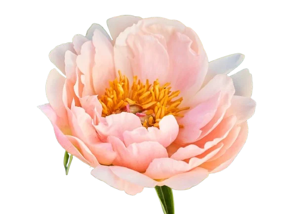 Корень пиона Kings Day 1 шт. Предзаказ.