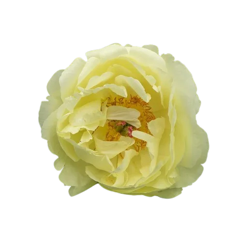 Корень пиона Lemon Chiffon 1 шт. Предзаказ.