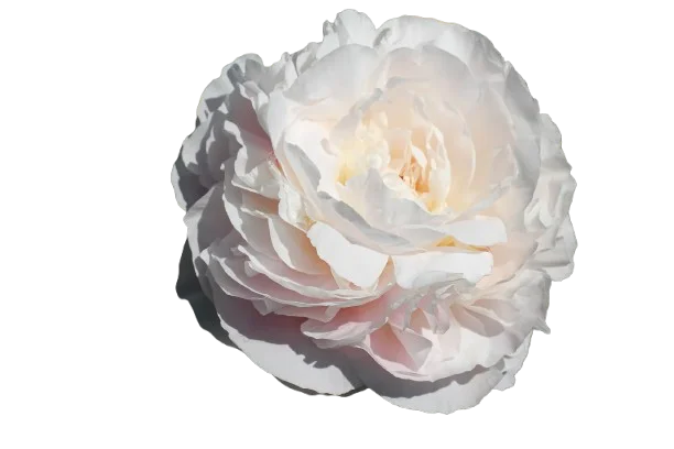 Корень пиона Mother's Choice 1 шт. Предзаказ.